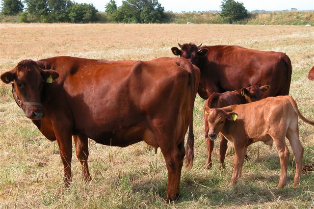 Danish Red cows and calves.