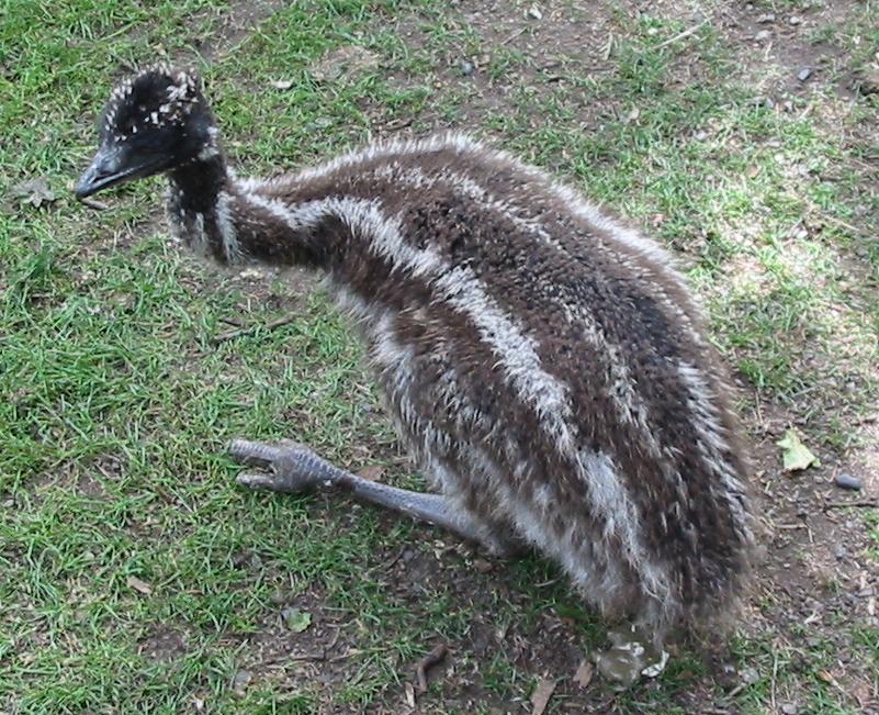 Emu chick with striped feathers