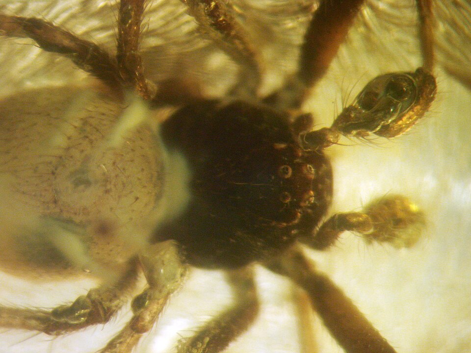 Spider in Baltic amber.