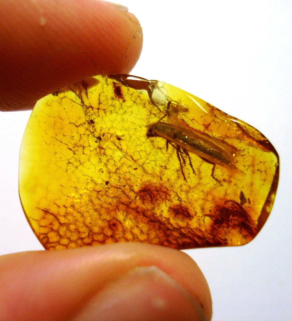 Baltic amber inclusion: Nothorhina granulicollis Zang, 1905 (Coleoptera, Cerambycidae)