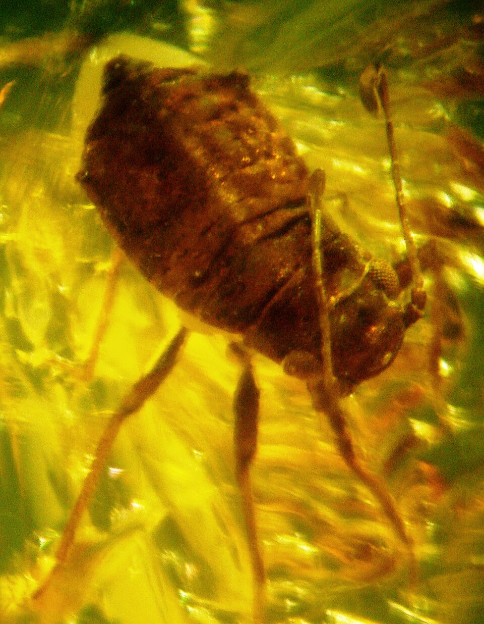 Aphid in Baltic amber
