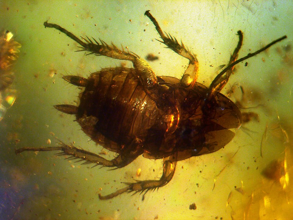 A 40-50 million year-old cockroach in Baltic amber.