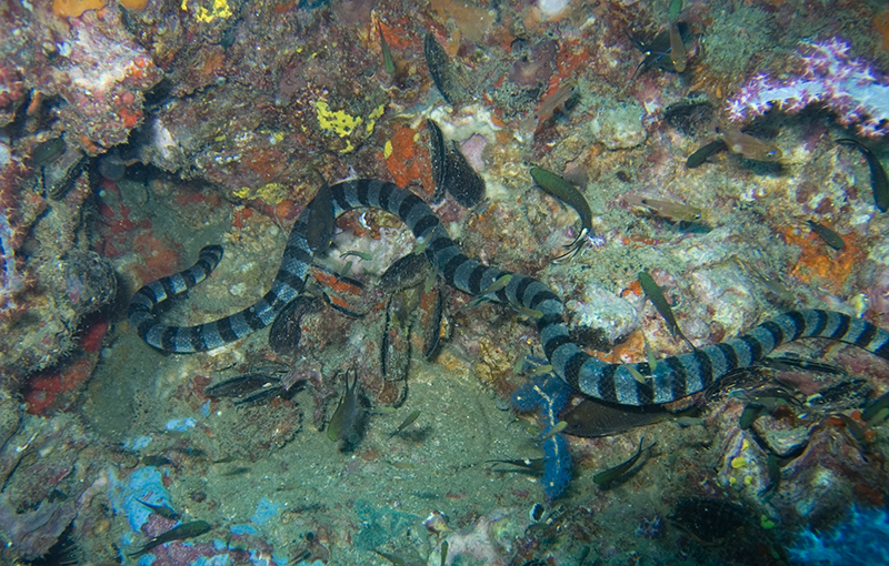 Banded sea krait, Laticauda