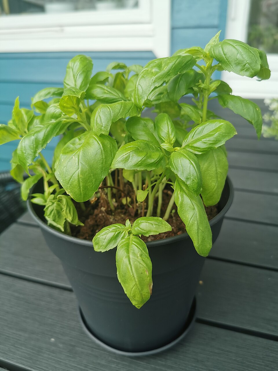 Basil plant in a pot. Basil is a herb commonly used for cooking.