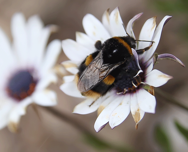Bee defecating: remarkable shot. Note the contraction of the anus which creates internal pressure.