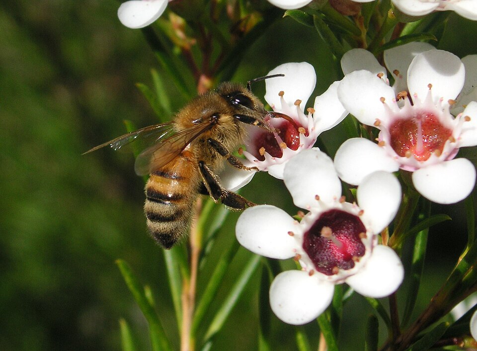 Bees help plants. They spread pollen from flower to flower. Other animals that spread pollen are butterflies, birds, and bats.