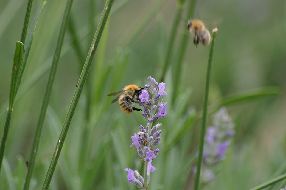 Bee drinking nectar