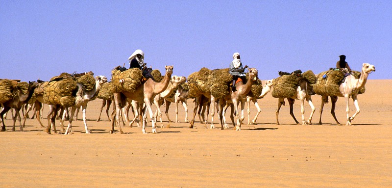A camel train in Africa.