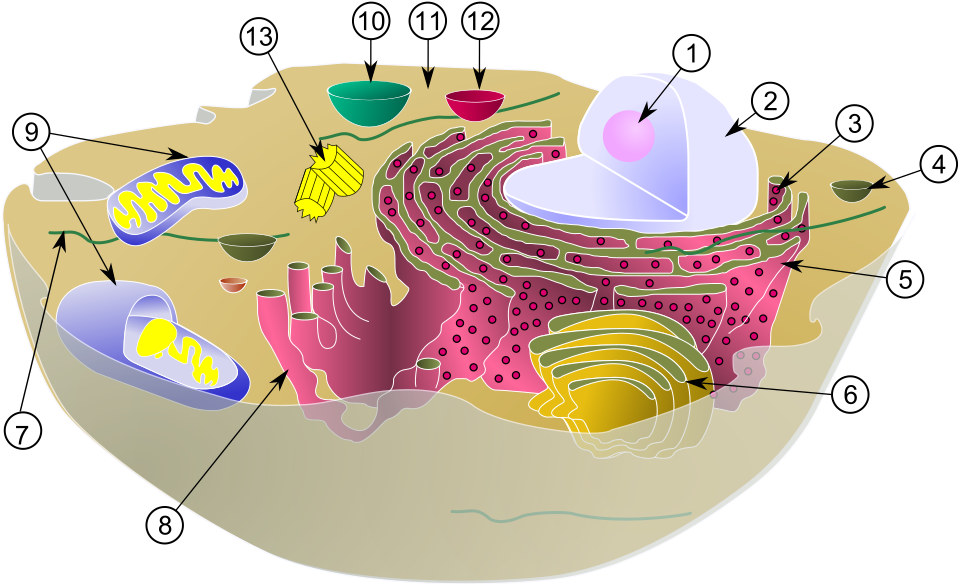 Diagram of a typical complex eukaryotic cell, showing its components.