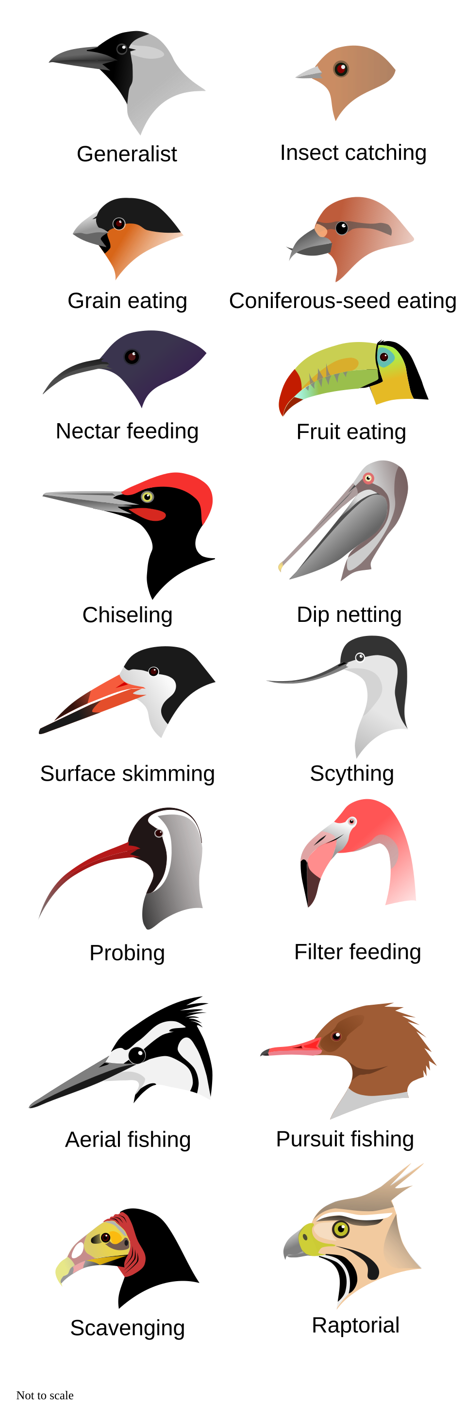 Bird beaks as adaptations