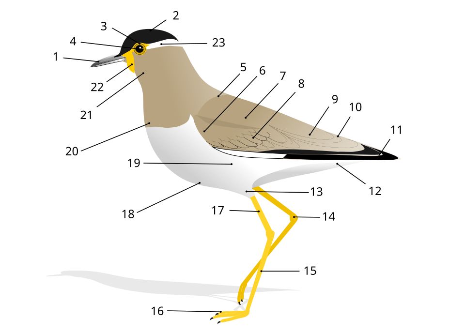External anatomy of a bird (example: yellow-wattled lapwing): 1 Beak, 2 Head, 3 Iris, 4 Pupil, 5 Mantle, 6 Lesser coverts, 7 Scapulars, 8 Median coverts, 9 Tertials, 10 Rump, 11 Primaries, 12 Vent, 13 Thigh, 14 Tibio-tarsal articulation, 15 Tarsus, 16 Foot, 17 Tibia, 18 Belly, 19 Flanks, 20 Breast, 21 Throat, 22 Wattle, 23 Eyestripe