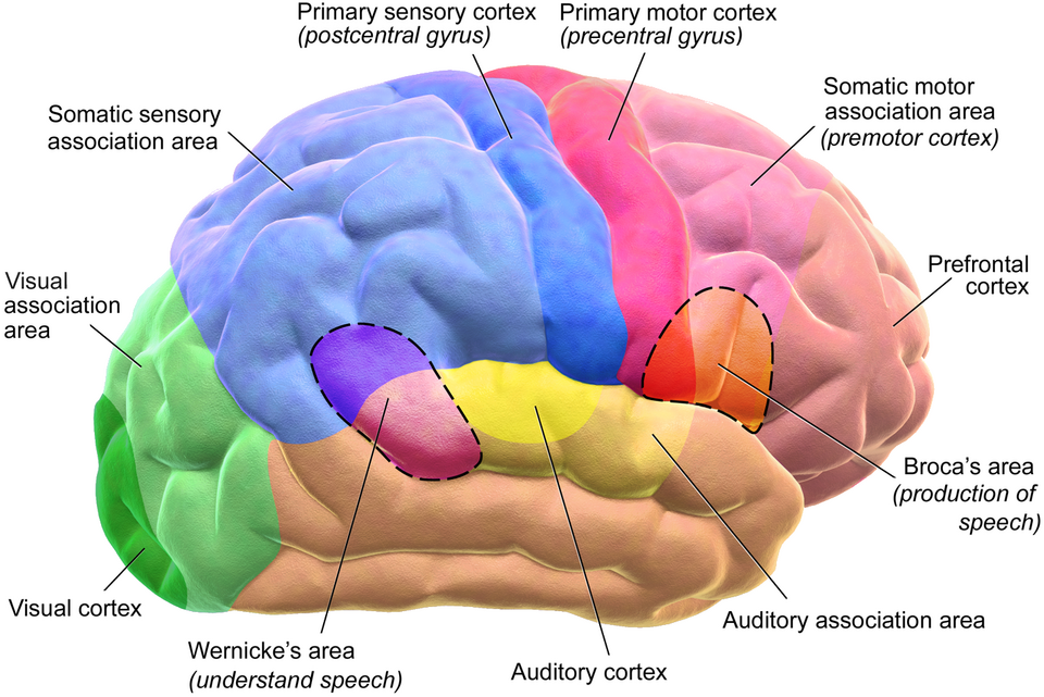 Functional areas of the cerebral cortex.