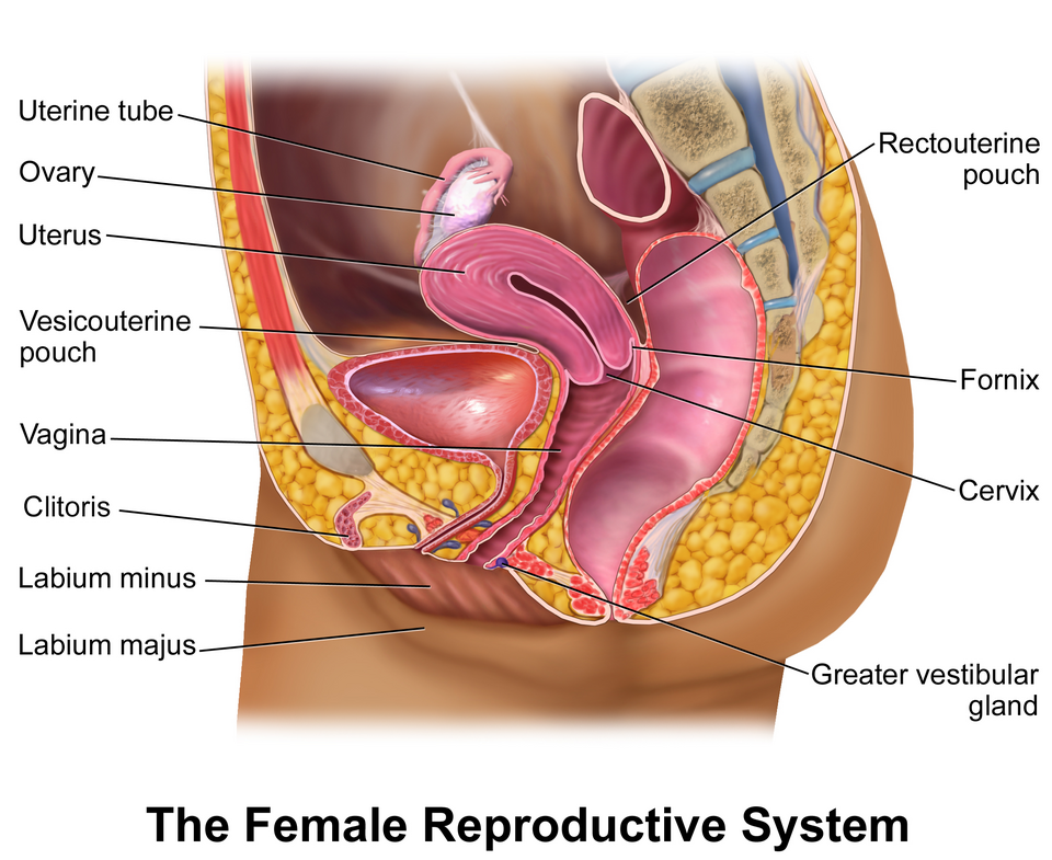 Illustration depicting female reproductive system (sagittal view)