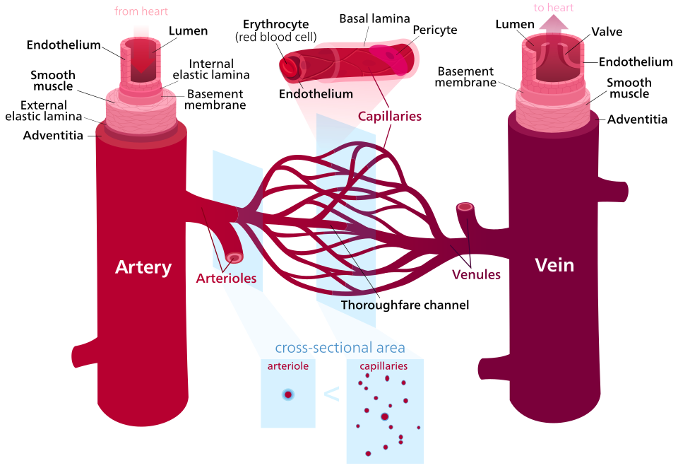 Blood vessels.