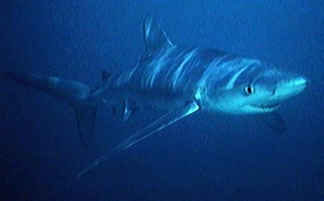 Blue shark