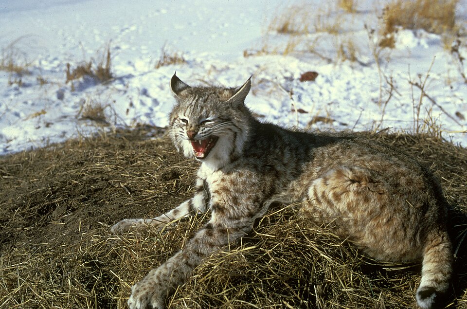 A bobcat
