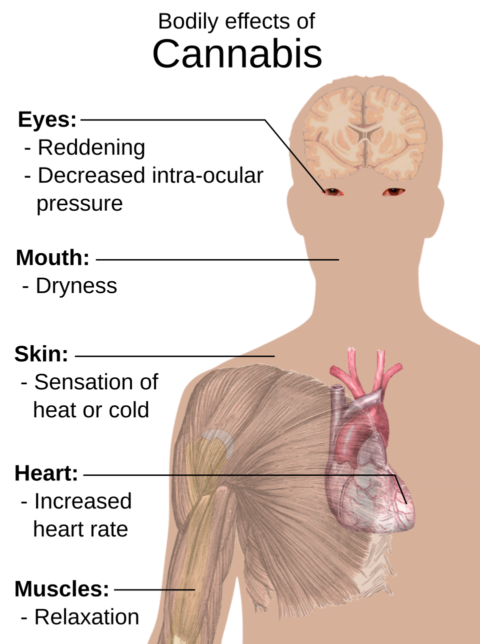 How cannabis works in the body