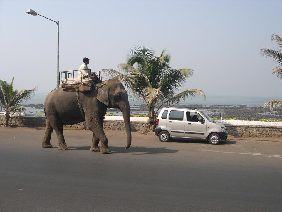 A Bombay man rides on an elephant.