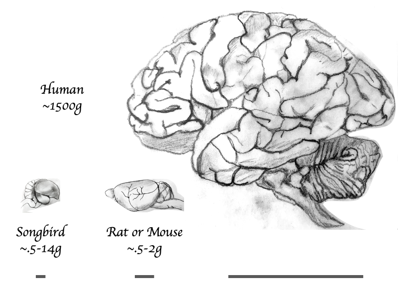 The comparison of brain sizes
