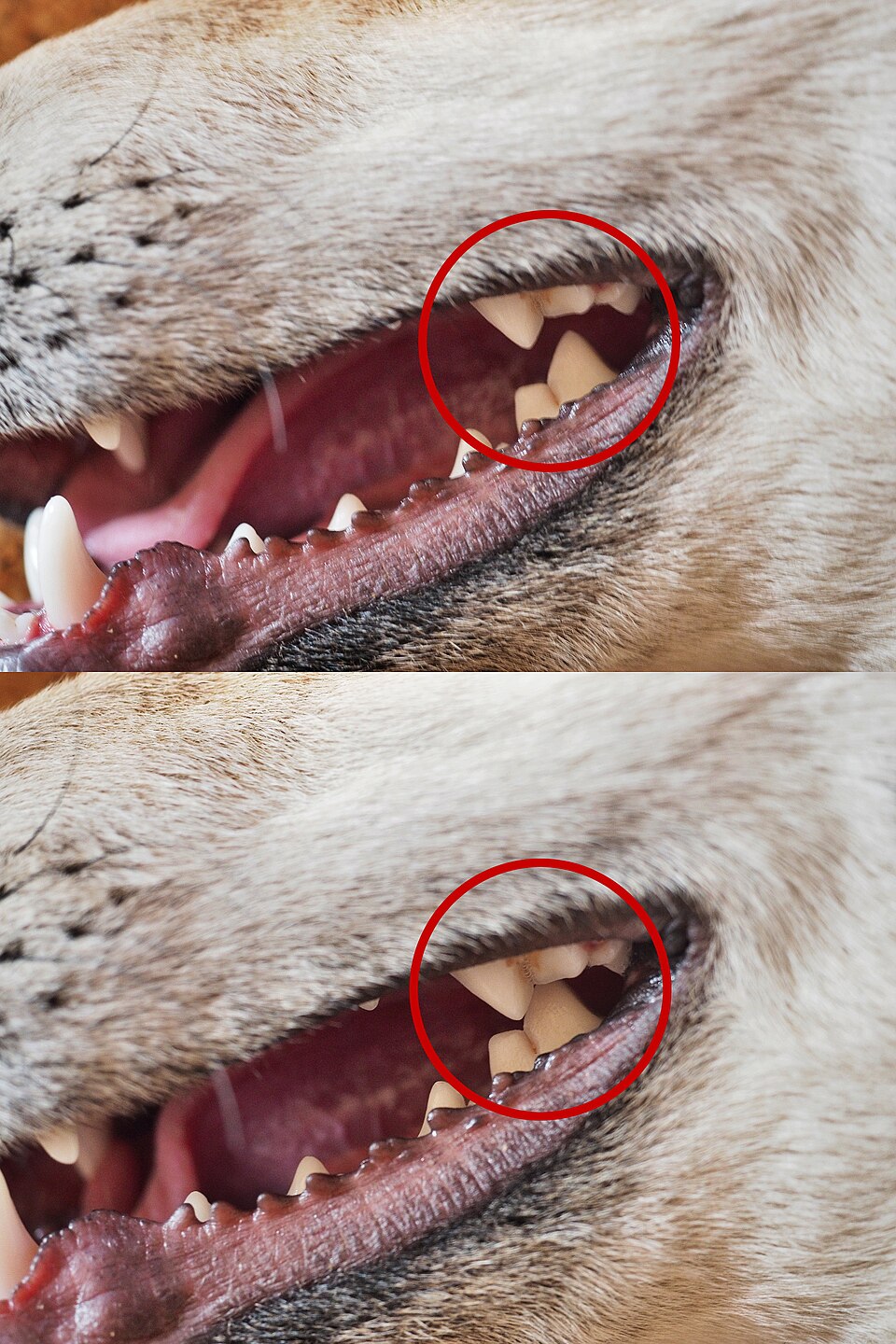 The carnassial teeth of a dog