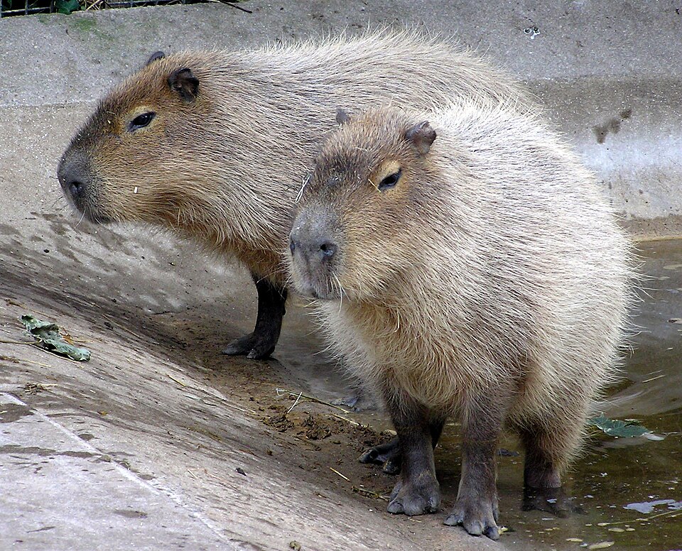 Capybaras