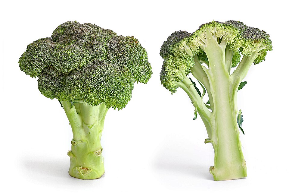 A stalk of broccoli (left side) and one cut (right side)