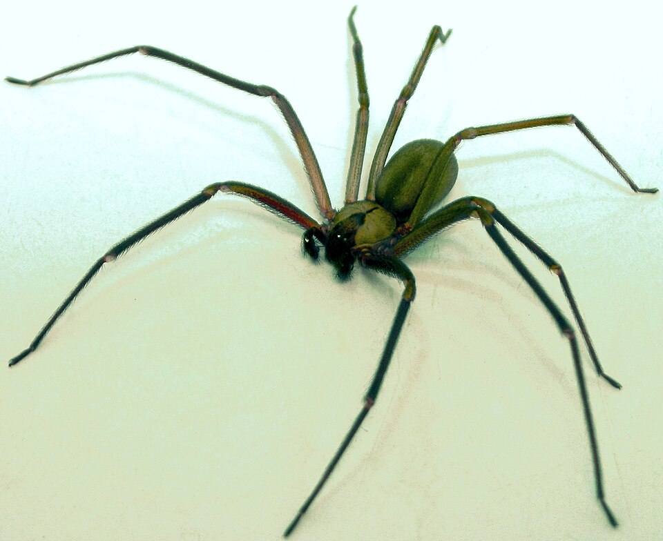 A brown recluse spider.