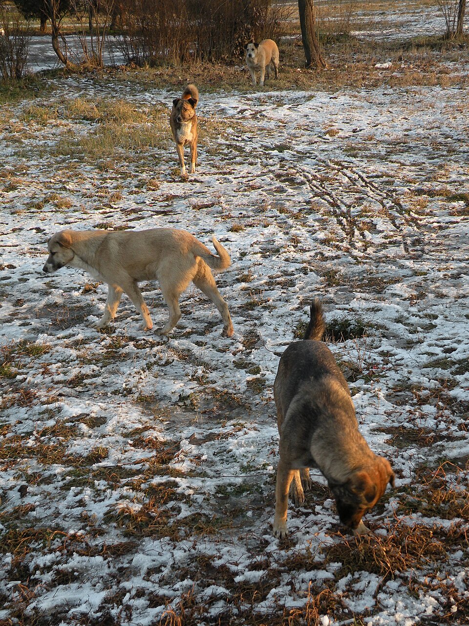 Feral dogs in Bucharest