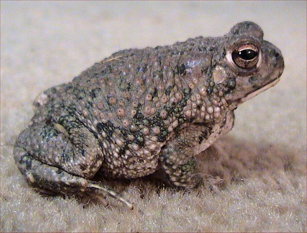This Texas toad has rough (hard) dry skin.