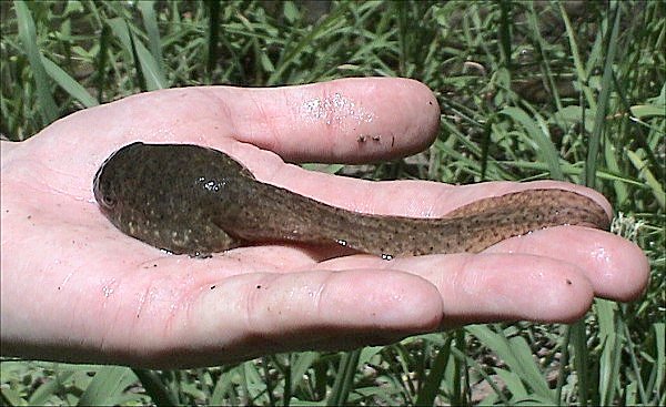 Bullfrog tadpoles can reach 6 inches in length.