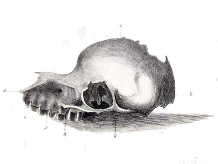 The so-called bunyip skull displayed in the Australian Museum in the 1840s.