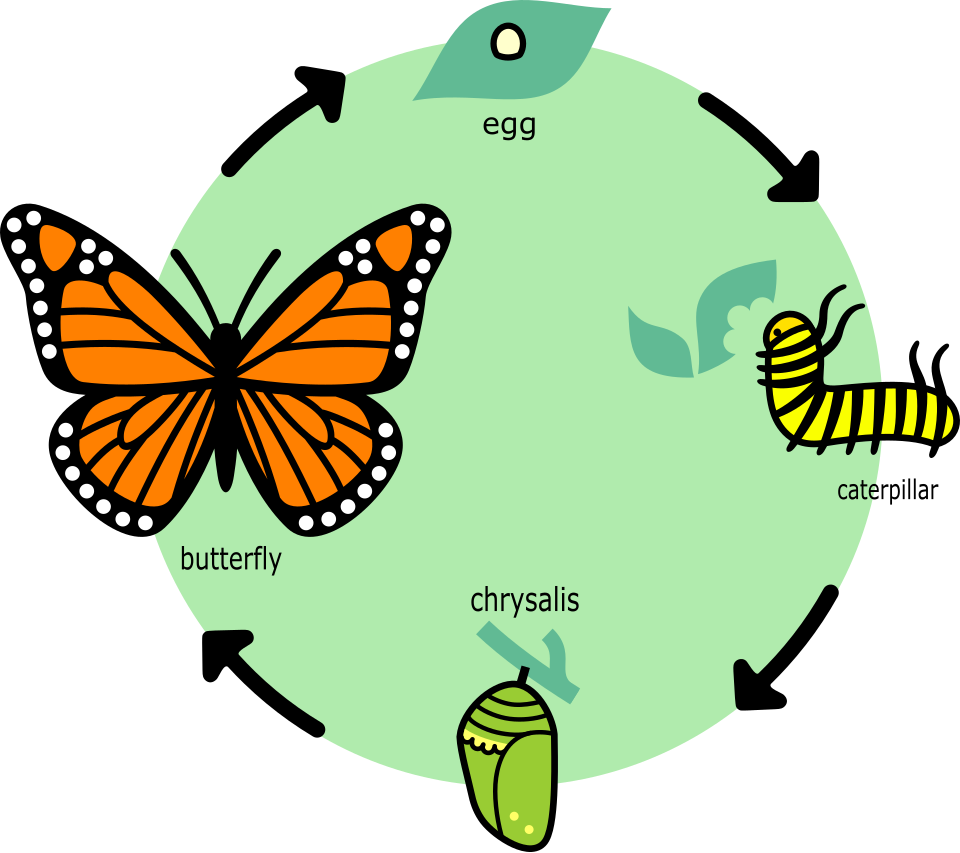 The monarch butterfly life cycle