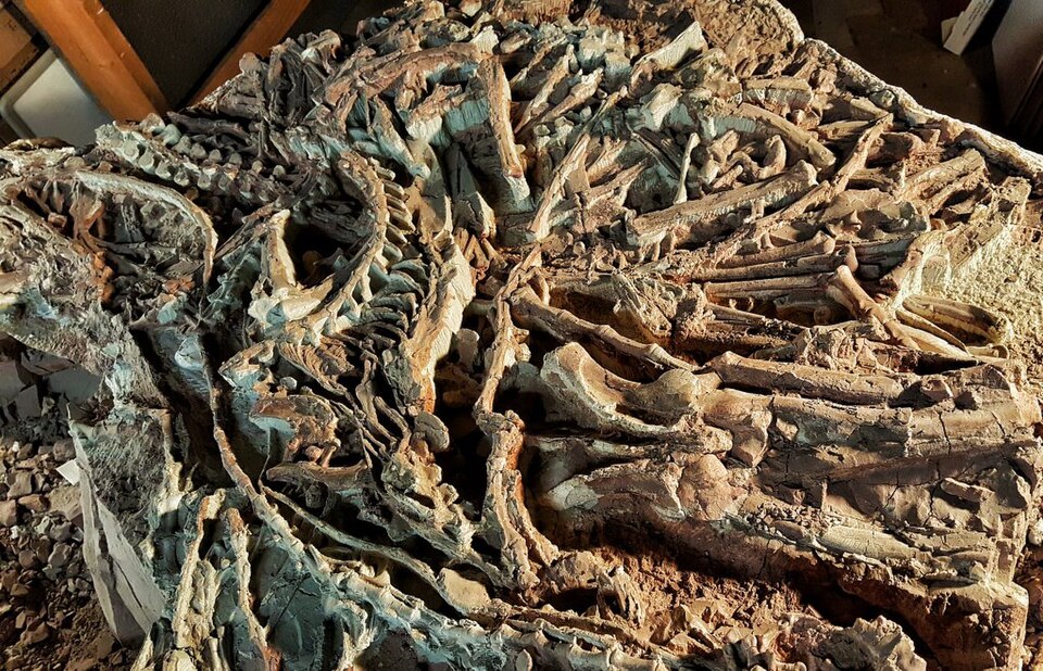 The Cleveland Museum of Natural History's Coelophysis block, originally American Museum of Natural History block XII collected by Edwin H. Colbert in 1948