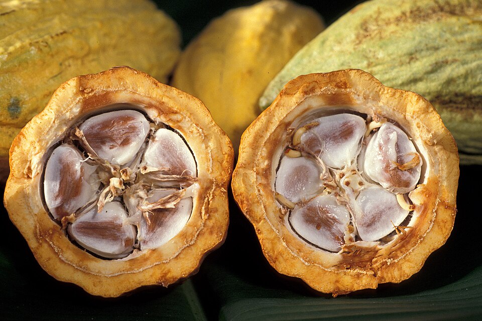 Cocoa beans in a cacao pod