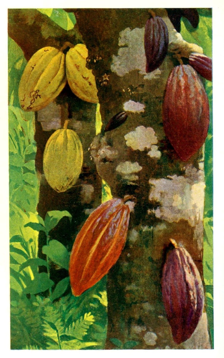 Cacao pods in a hand-coloured photo from about 1903.