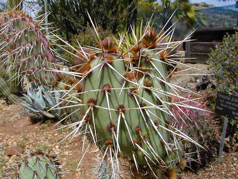 Many species of cactus have long, sharp spines