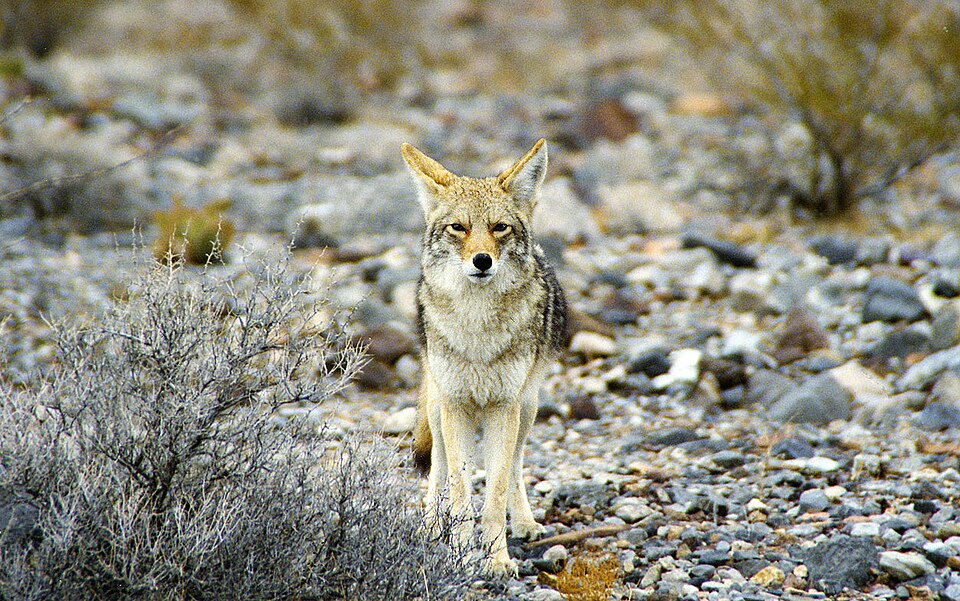 A coyote in Death Valley.