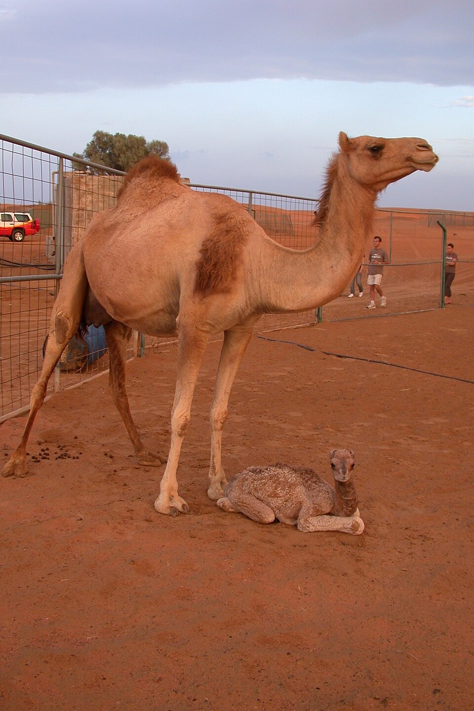 A dromedary mother and her calf