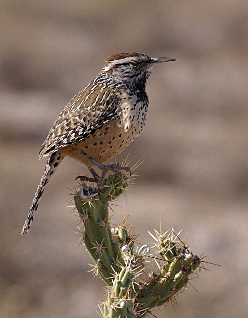 Cactus Wren
