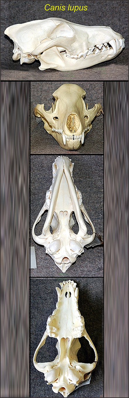 Skull of a wolf.