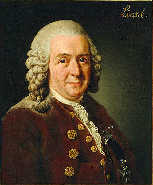 Portrait of Carl Linnaeus by Alexander Roslin, 1775