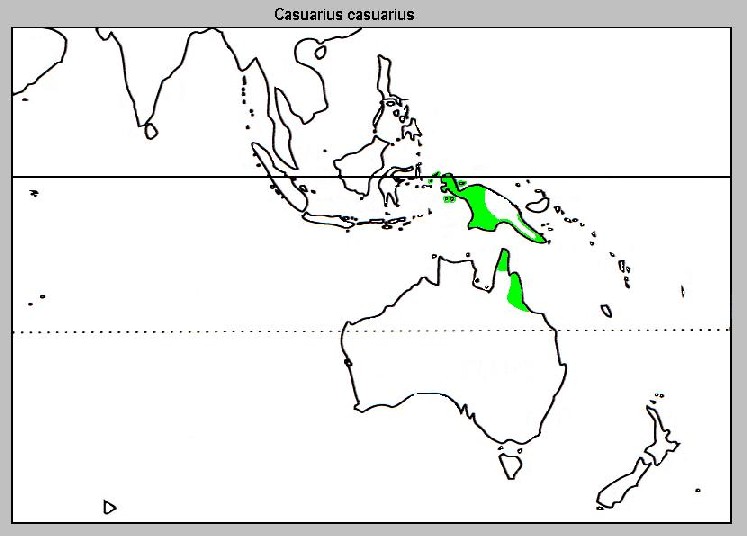 Where the southern cassowary lives