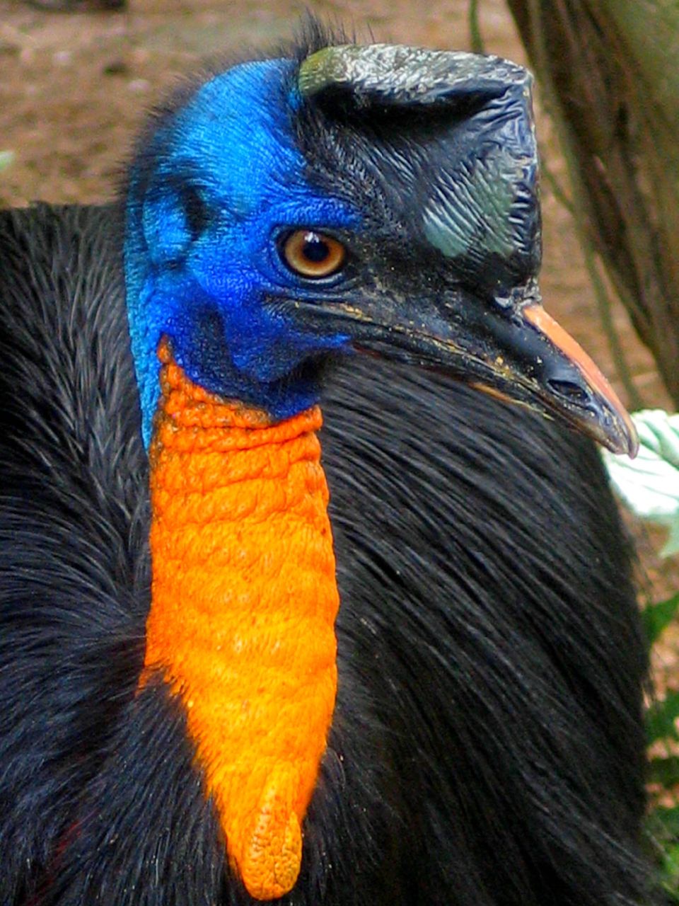 A northern cassowary.
