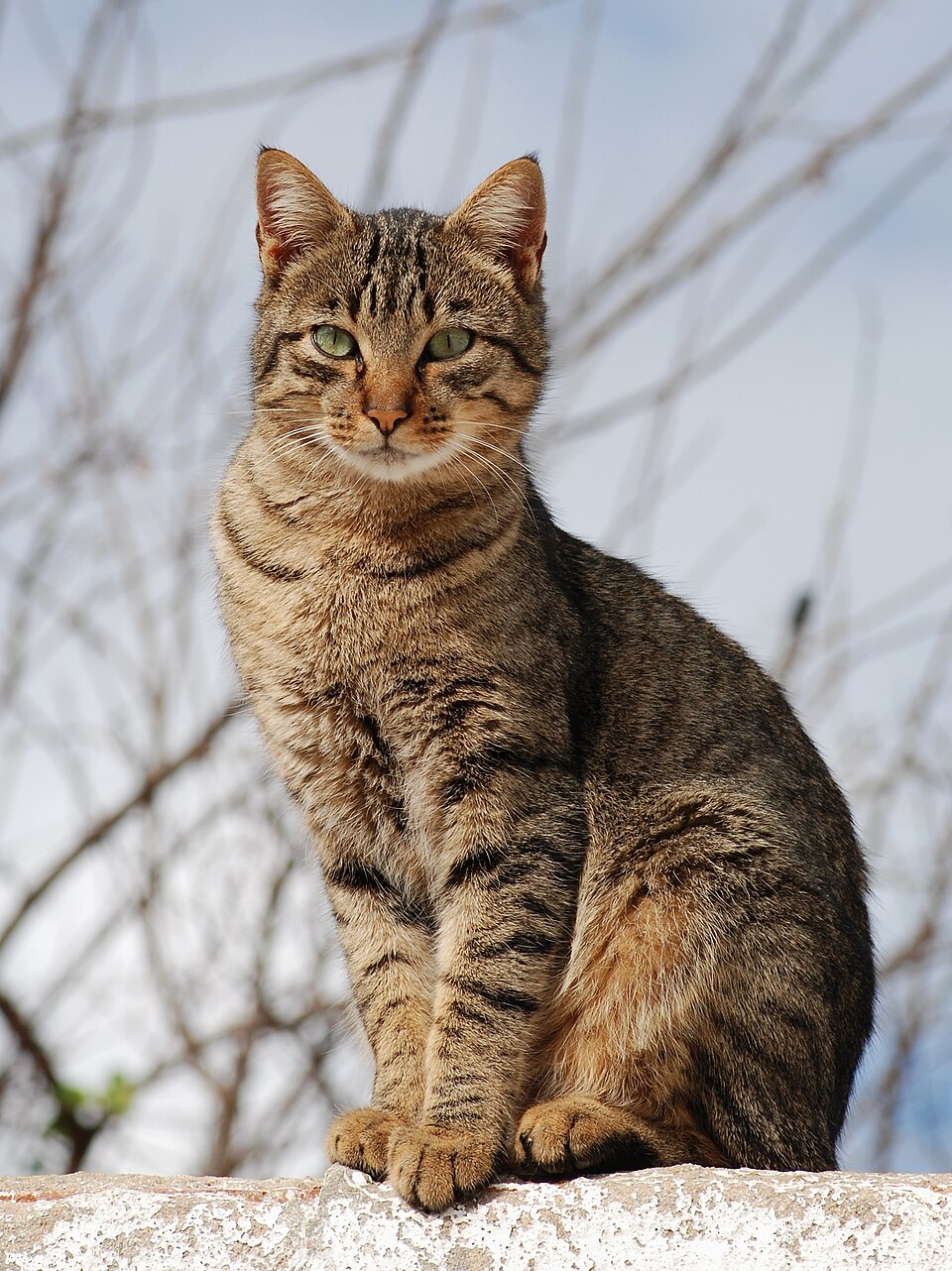 The stripes on this standard tabby cat help it hide in long grass and bushes. It's a kind of camouflage.