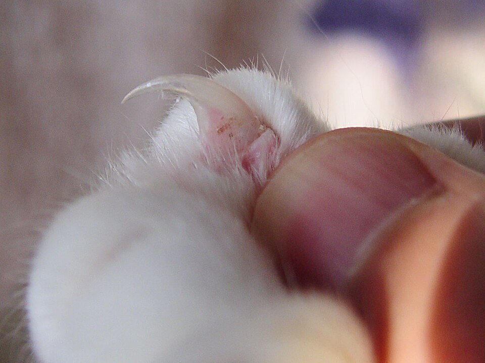 A domestic cat's retractible claw (top center), which looks like a curved needle or hook point