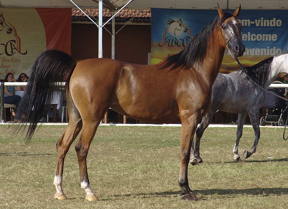A bay Arabian stallion standing