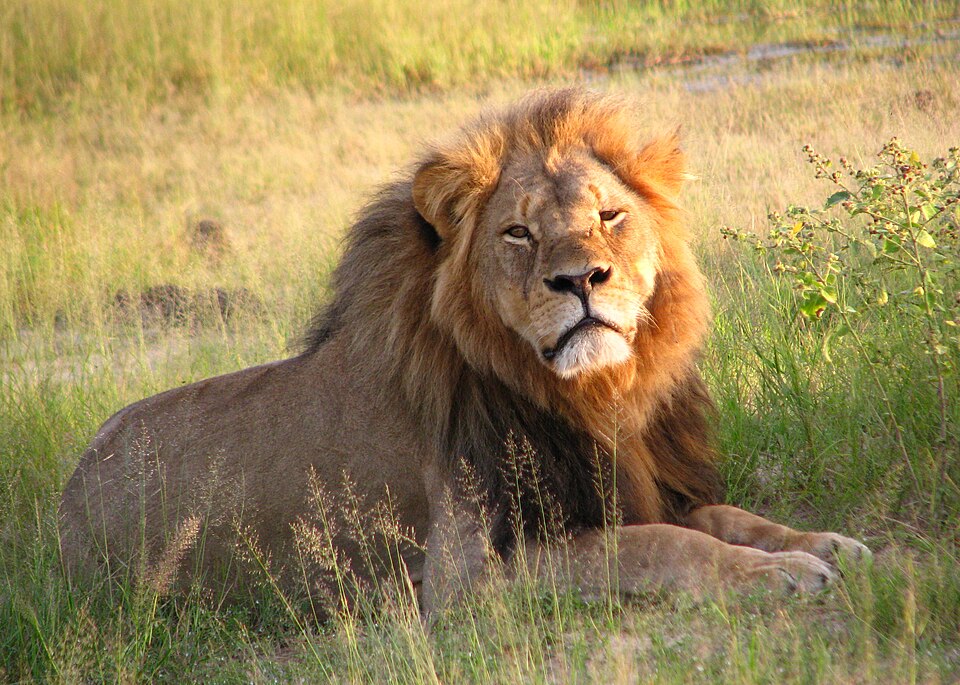 Cecil the lion in the Hwange National Park (2010)
