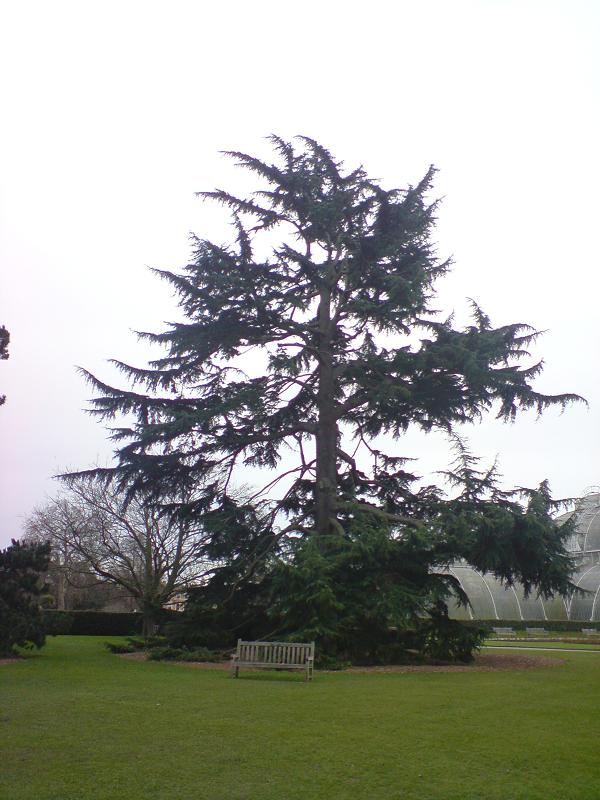 A Cedar of Lebanon in Kew Gardens, UK