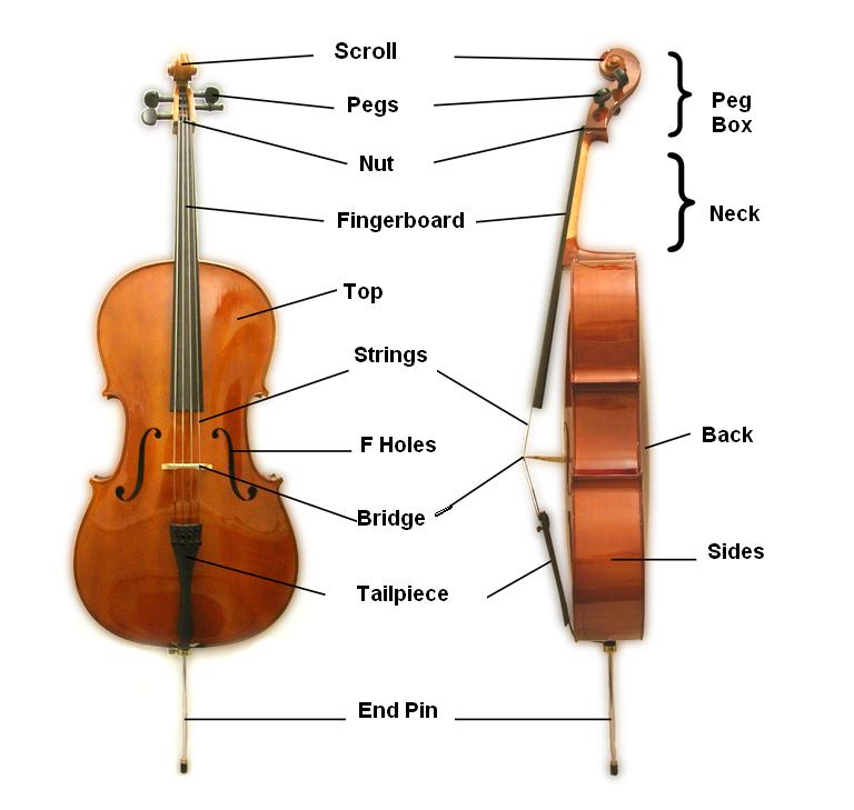 The parts of a cello