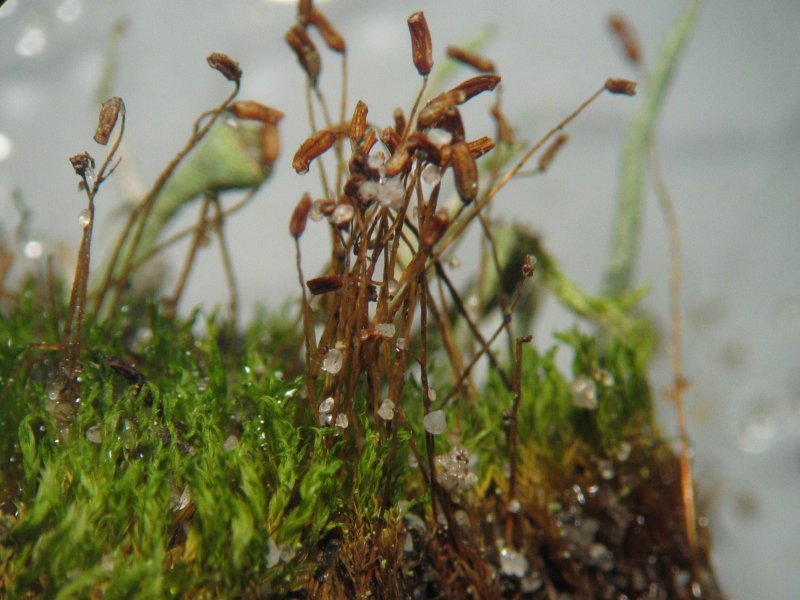 Normal moss: the green leaves are the haploid bodies and the brown stalks are diploid sporophytes.